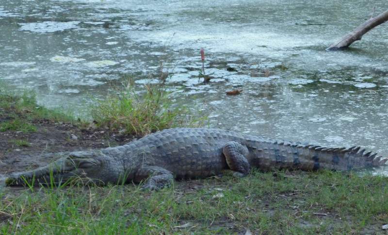 020 Katherine Campsite Freshwater Croc 23rd May 2013.JPG